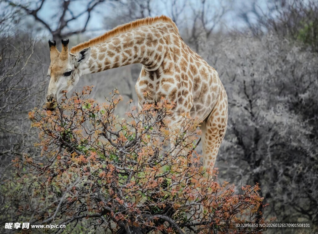 长颈鹿低头进食于灌木丛中