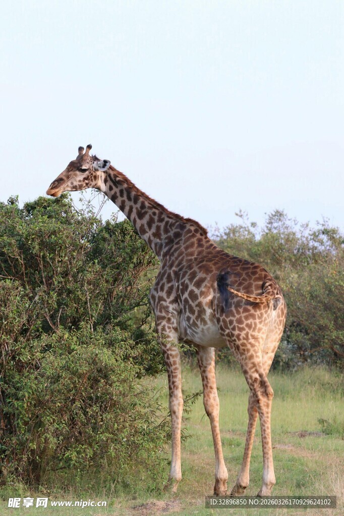 长颈鹿在灌木丛旁进食