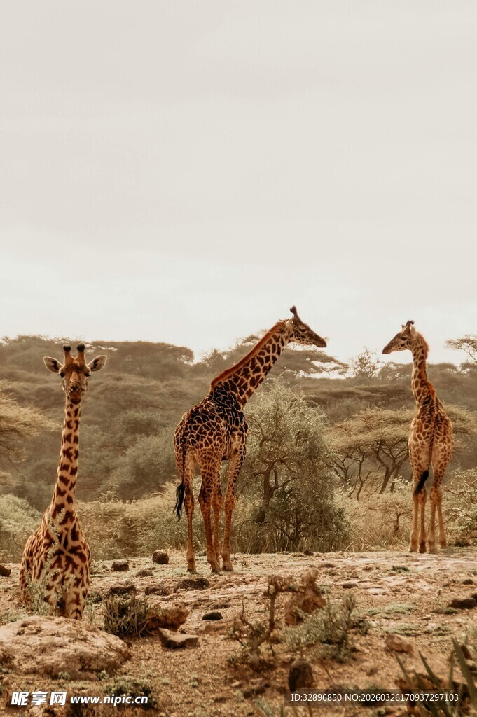 沙漠中的长颈鹿群