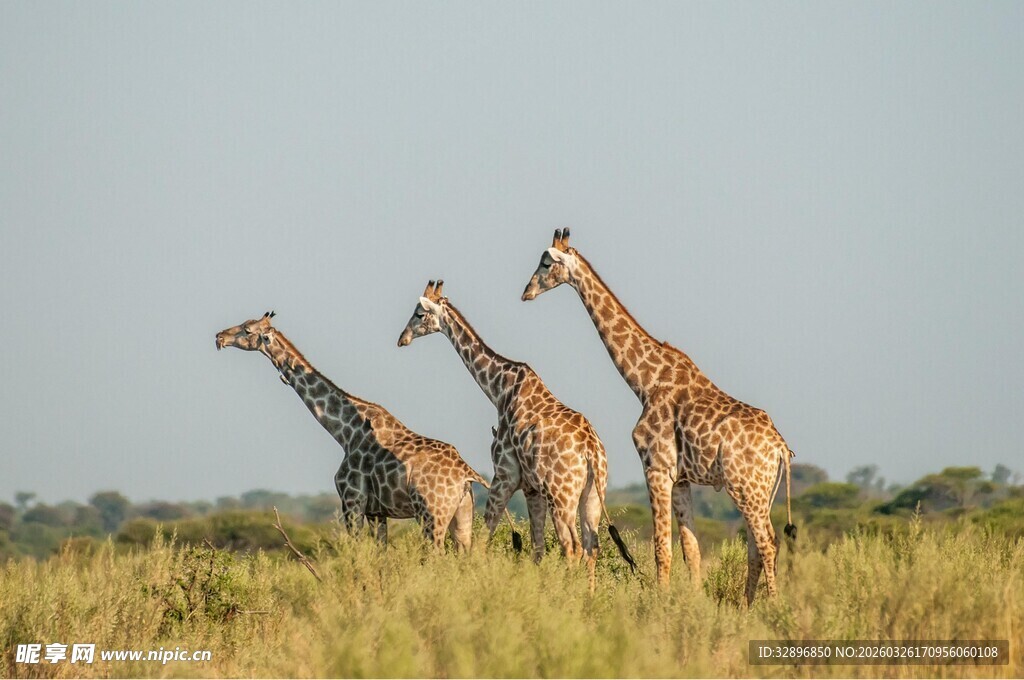 草原上的三只长颈鹿