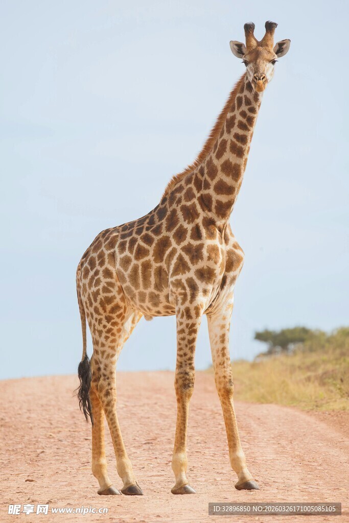 草原上站立的高大长颈鹿