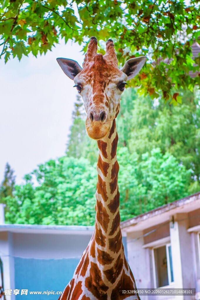 可爱长颈鹿在户外场景