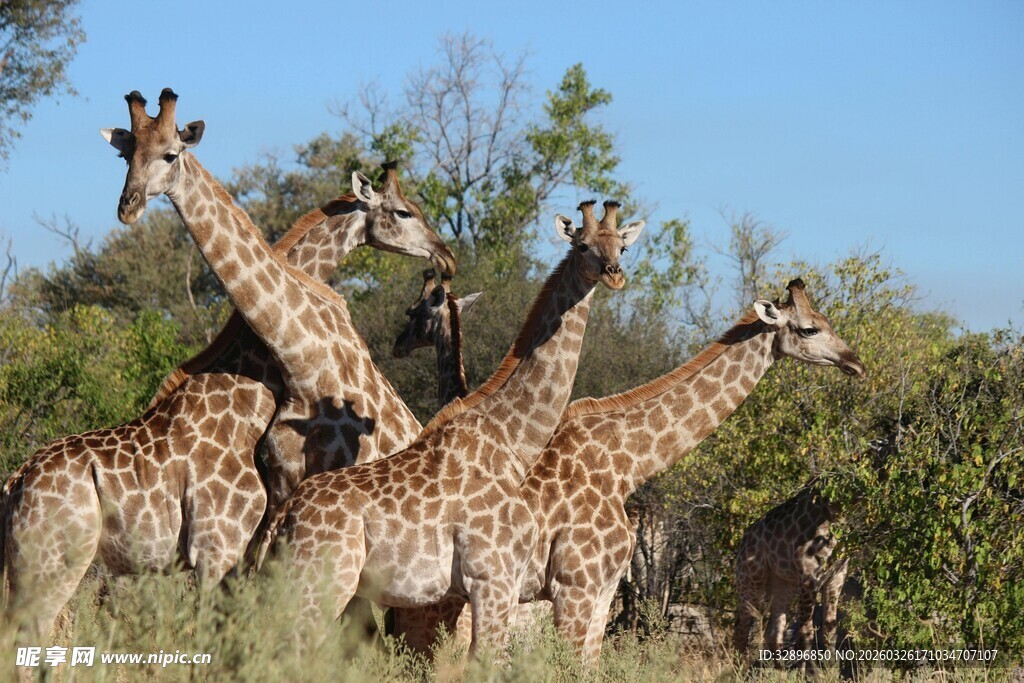 草原上的长颈鹿群