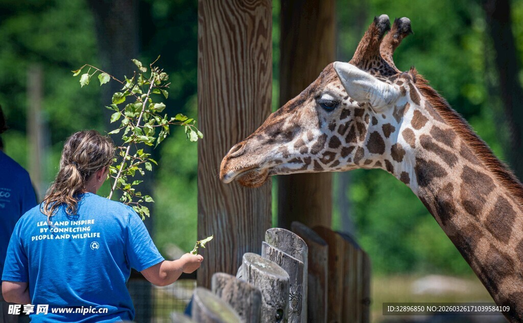 游客喂食长颈鹿温馨瞬间