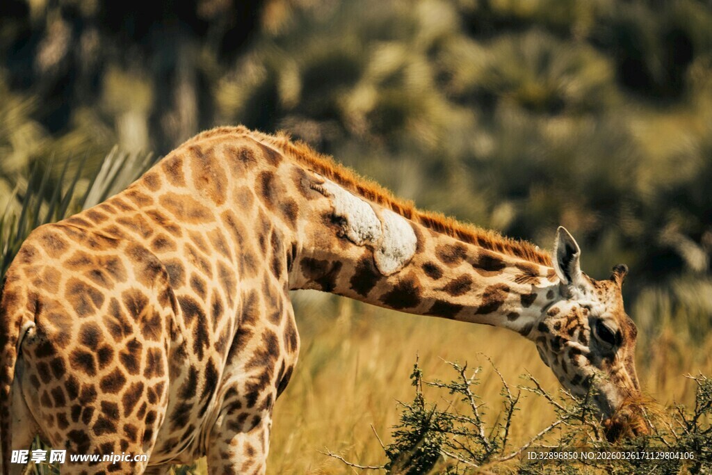 长颈鹿低头进食自然景象