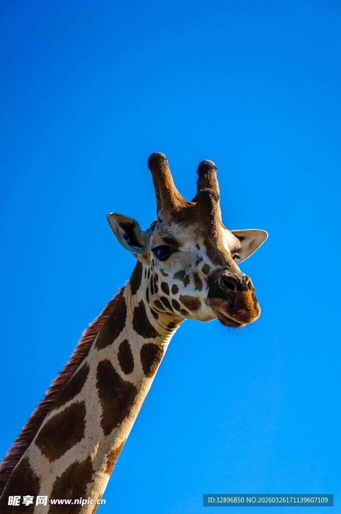 蓝天背景下的长颈鹿头部