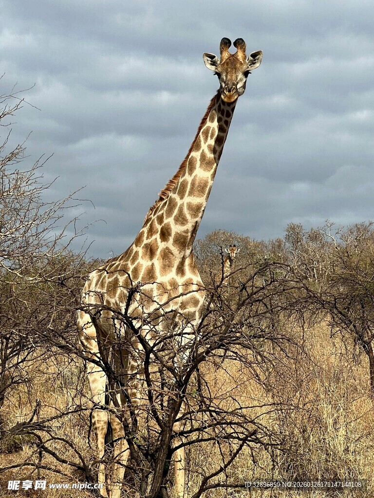 草原上的长颈鹿