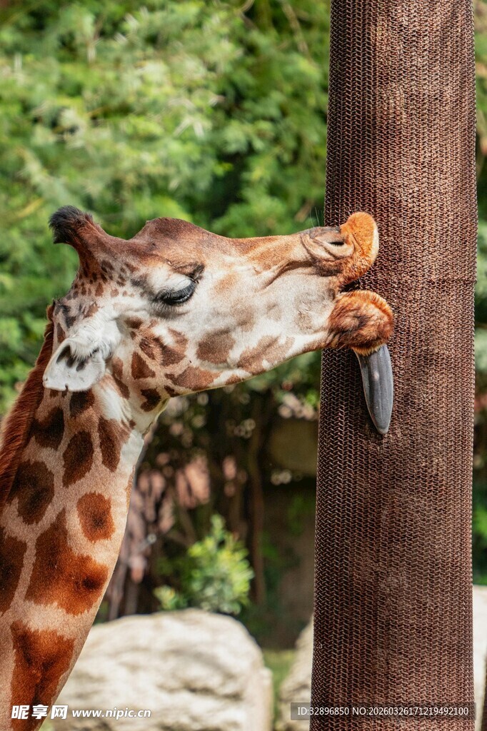 长颈鹿舔树干