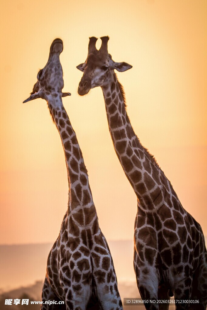 夕阳下长颈鹿与小鸟同框