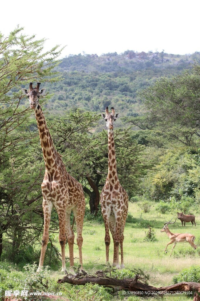 草原上的两只高大长颈鹿