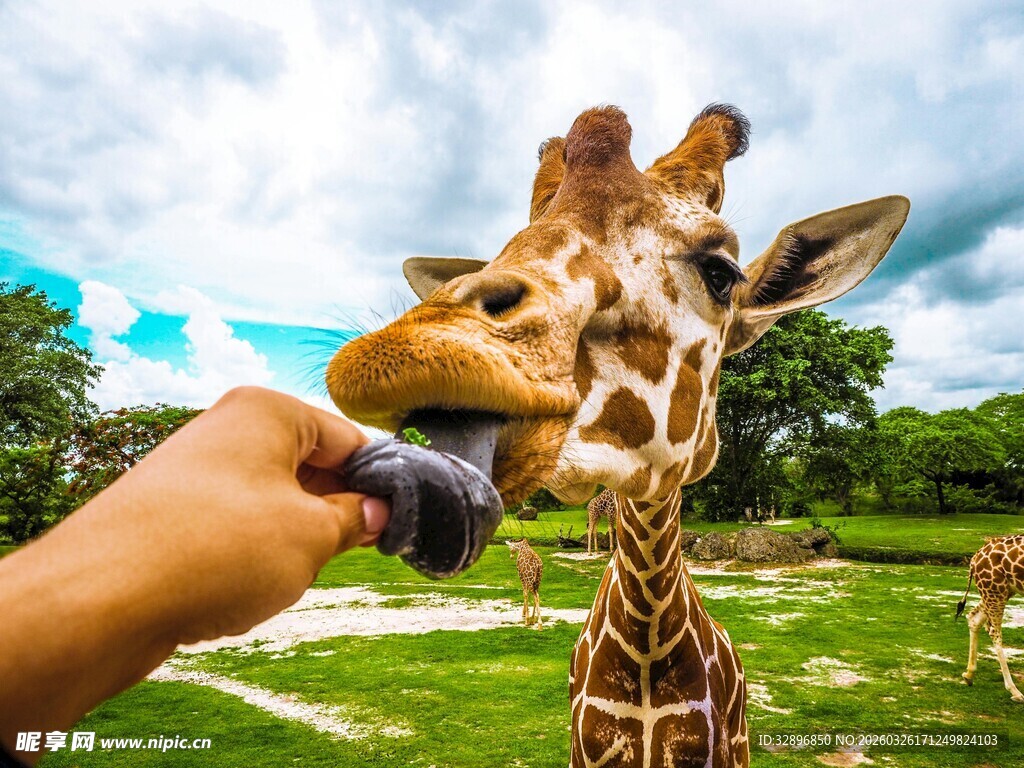喂食长颈鹿的温馨瞬间