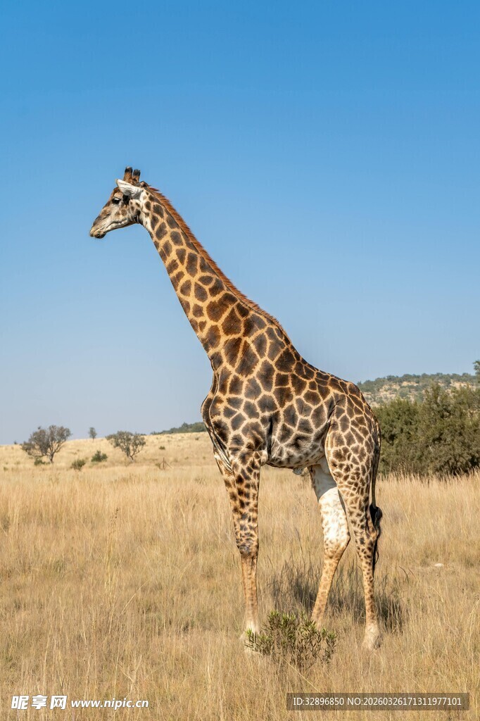 草原上的长颈鹿