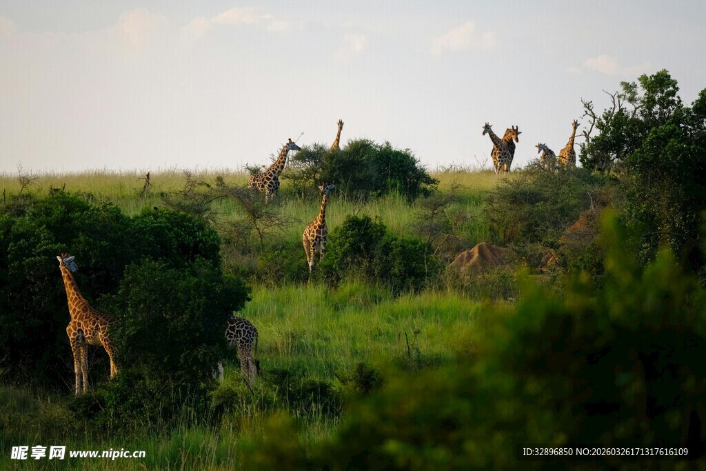 草原上的长颈鹿群