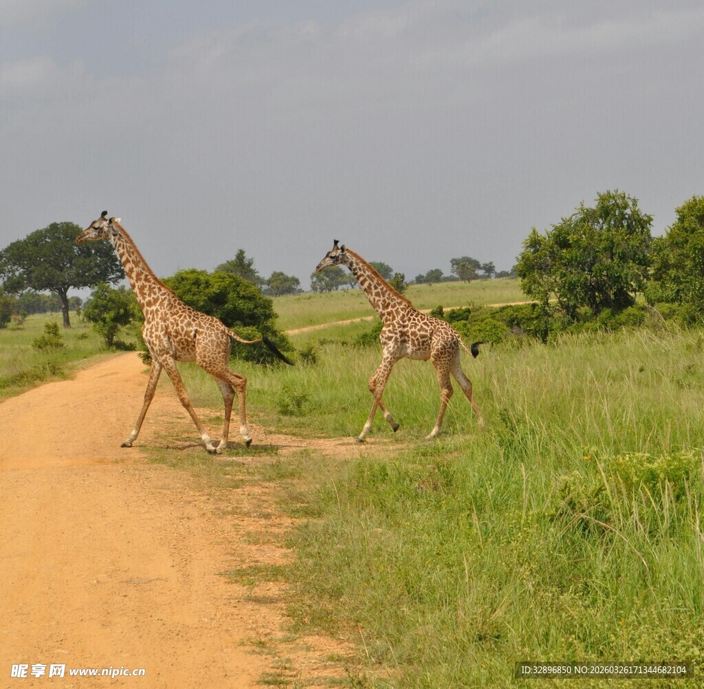 草原上奔跑的长颈鹿