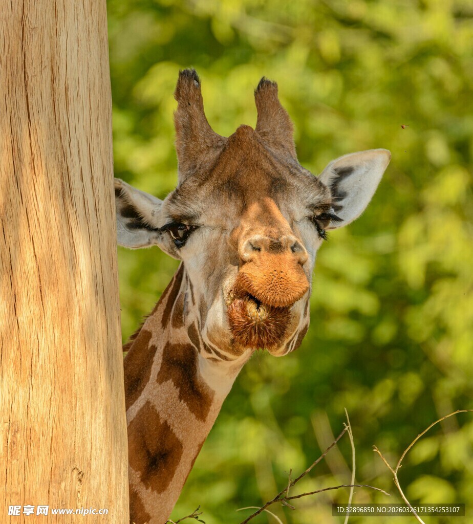 探头张望的可爱长颈鹿