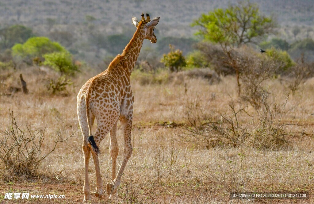 草原上独行的长颈鹿