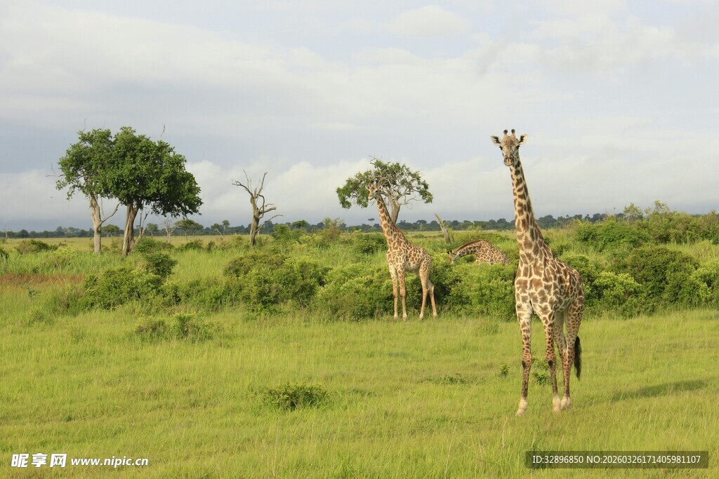草原上的长颈鹿
