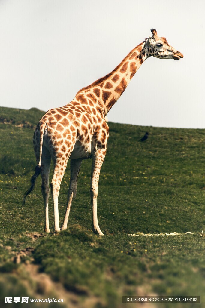 草原上的长颈鹿