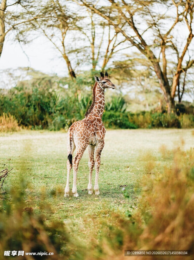 草原上的幼年长颈鹿