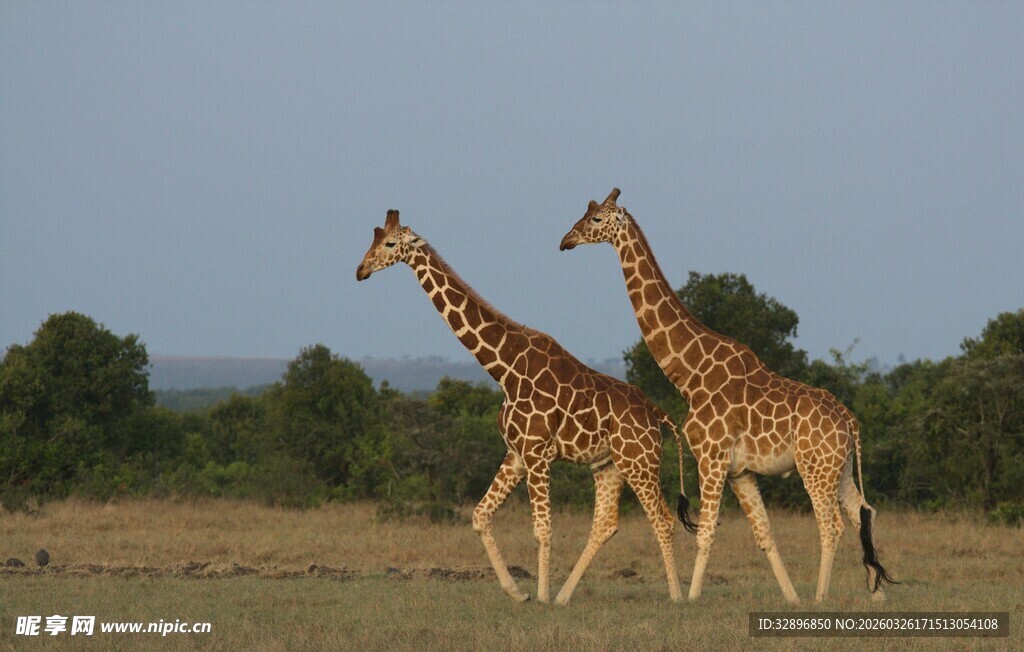 草原上漫步的两只长颈鹿