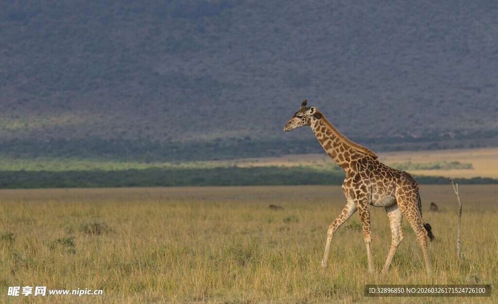草原上奔跑的长颈鹿