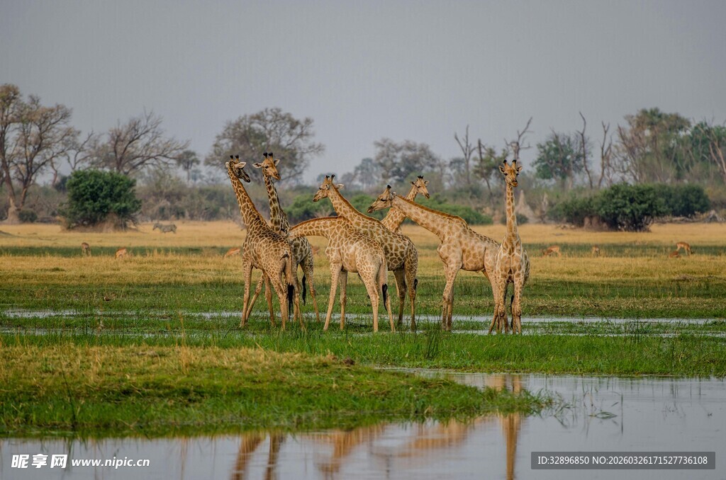 草原水边的长颈鹿群