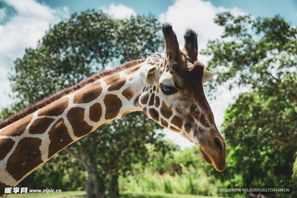 长颈鹿于林间的优雅侧影