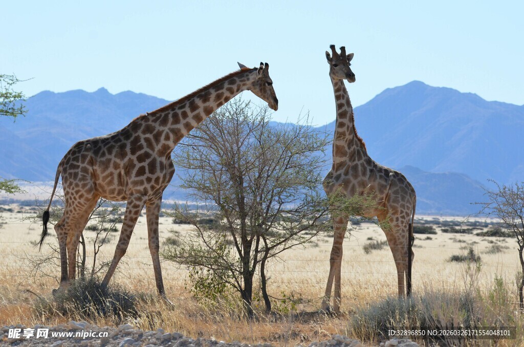 草原上的两只长颈鹿