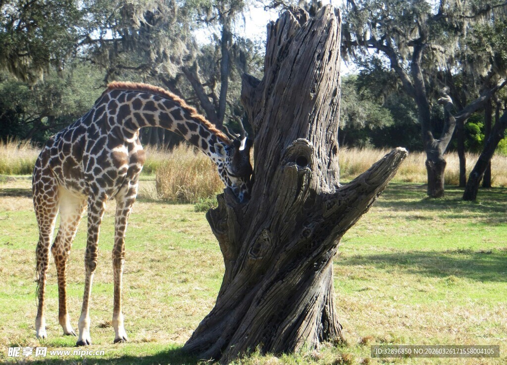 长颈鹿依偎老树场景