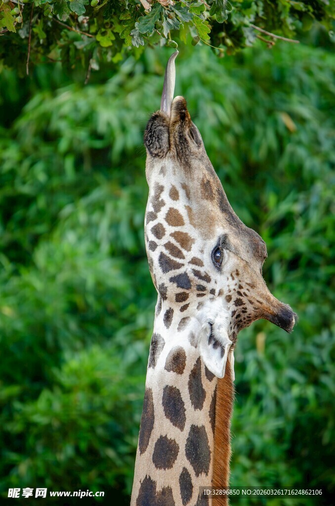 长颈鹿仰头吃树叶