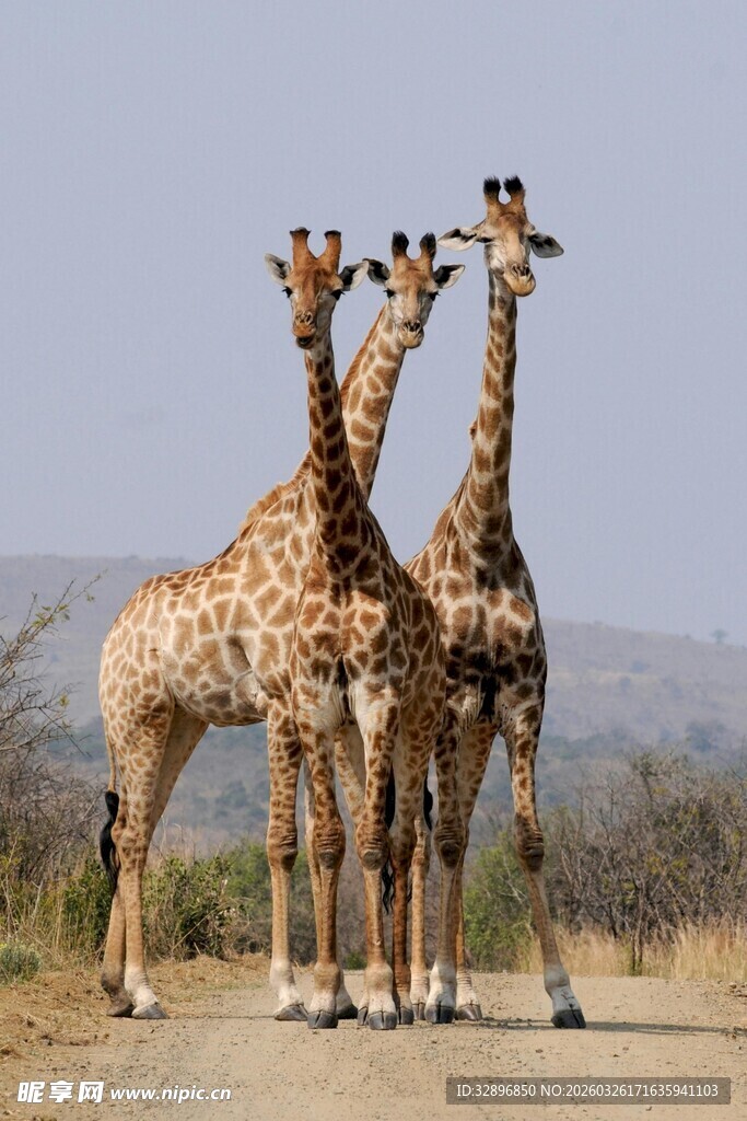 公路上的三只长颈鹿