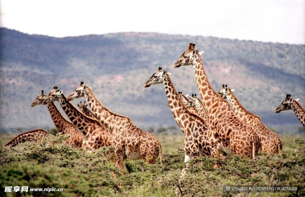 草原上的长颈鹿群