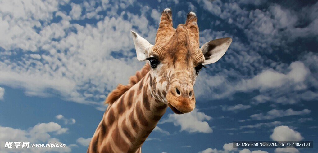 蓝天背景下的长颈鹿特写