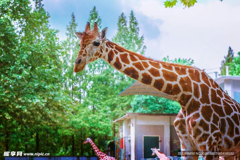 动物园中长颈鹿悠然眺望