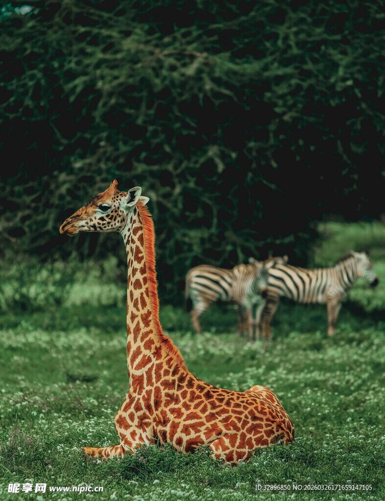 草地上的长颈鹿与斑马