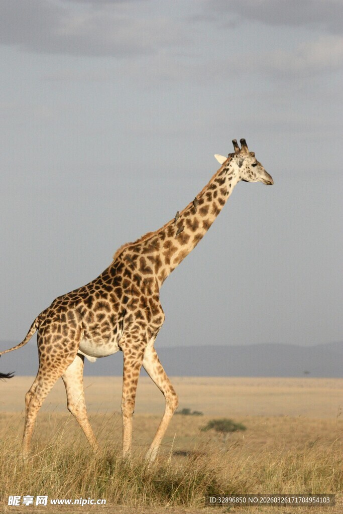 草原上漫步的长颈鹿