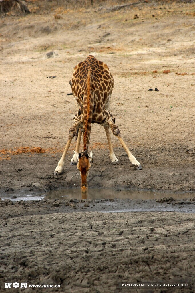 长颈鹿俯身饮水瞬间