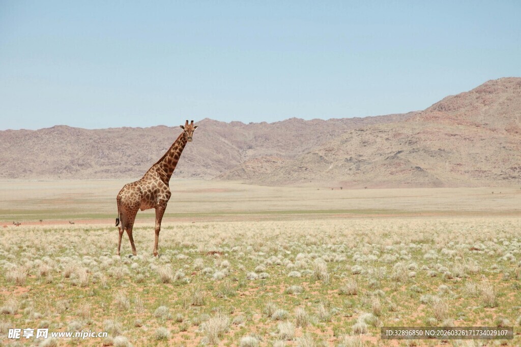 草原上的孤独长颈鹿