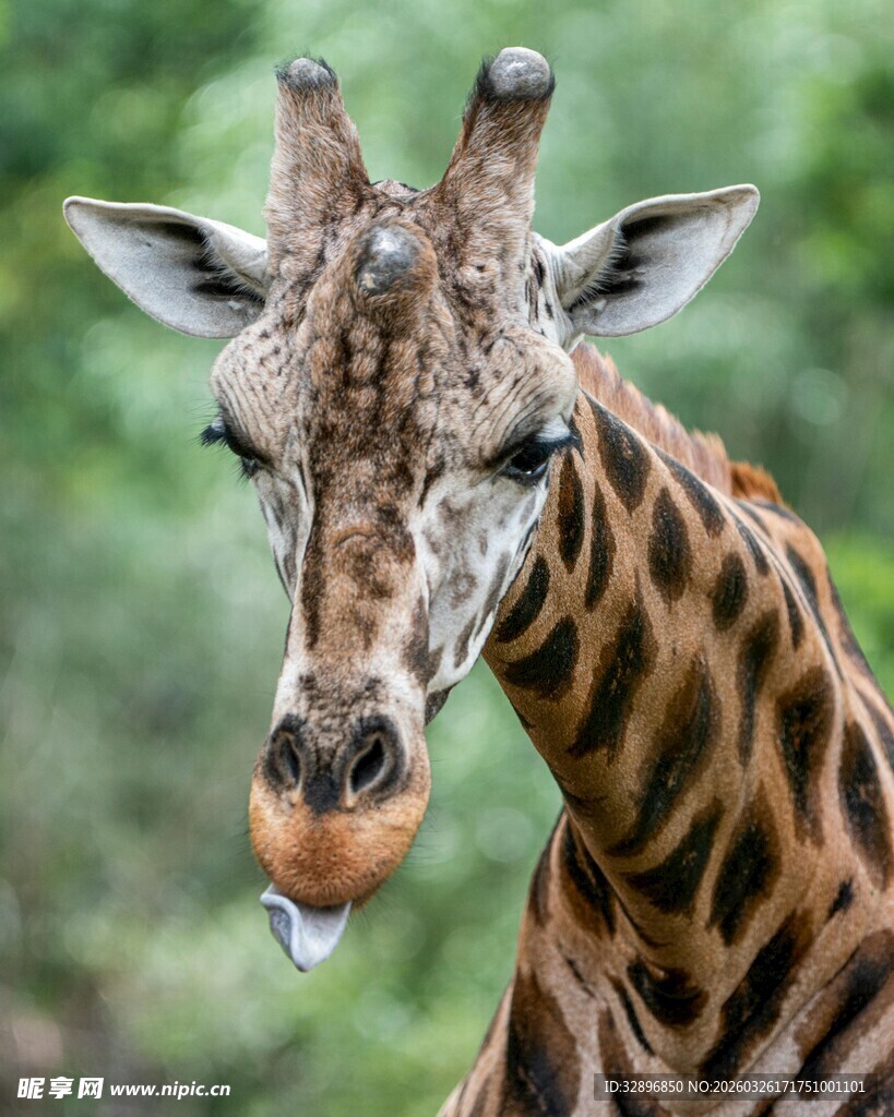 长颈鹿吐舌特写