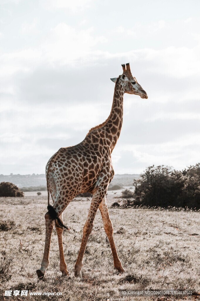 沙漠中行走的幼年长颈鹿