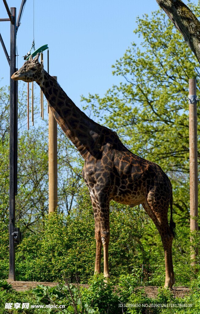 户外站立的高大长颈鹿