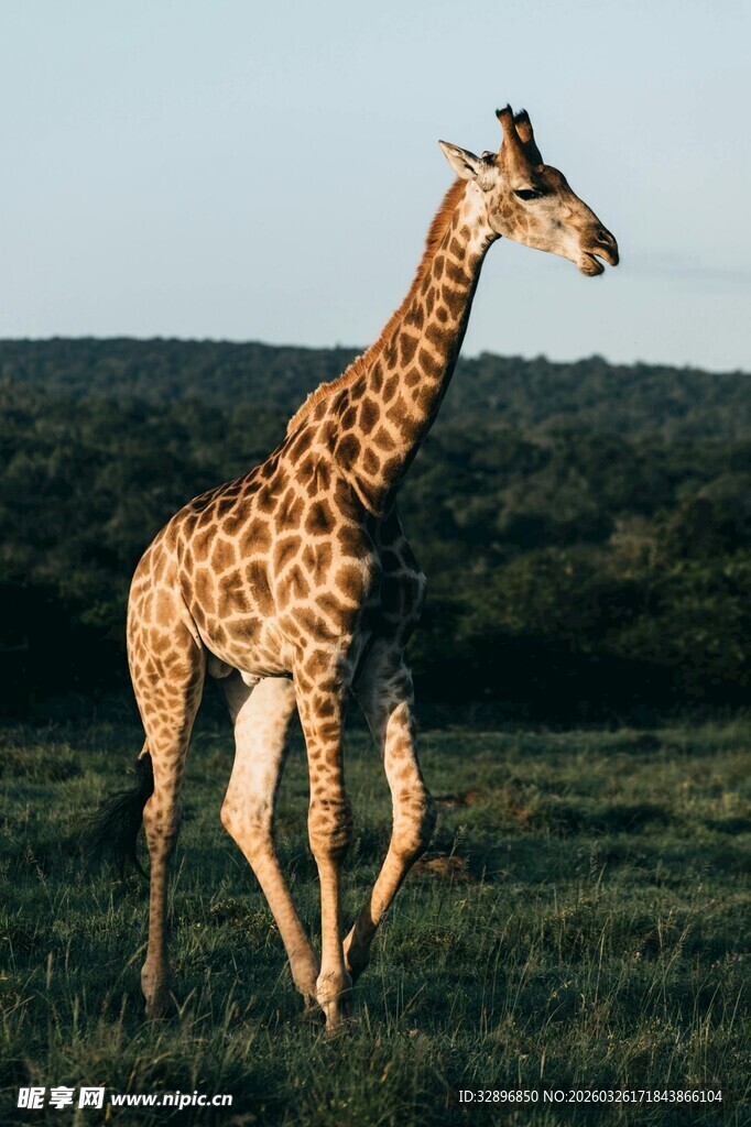 草原上漫步的长颈鹿