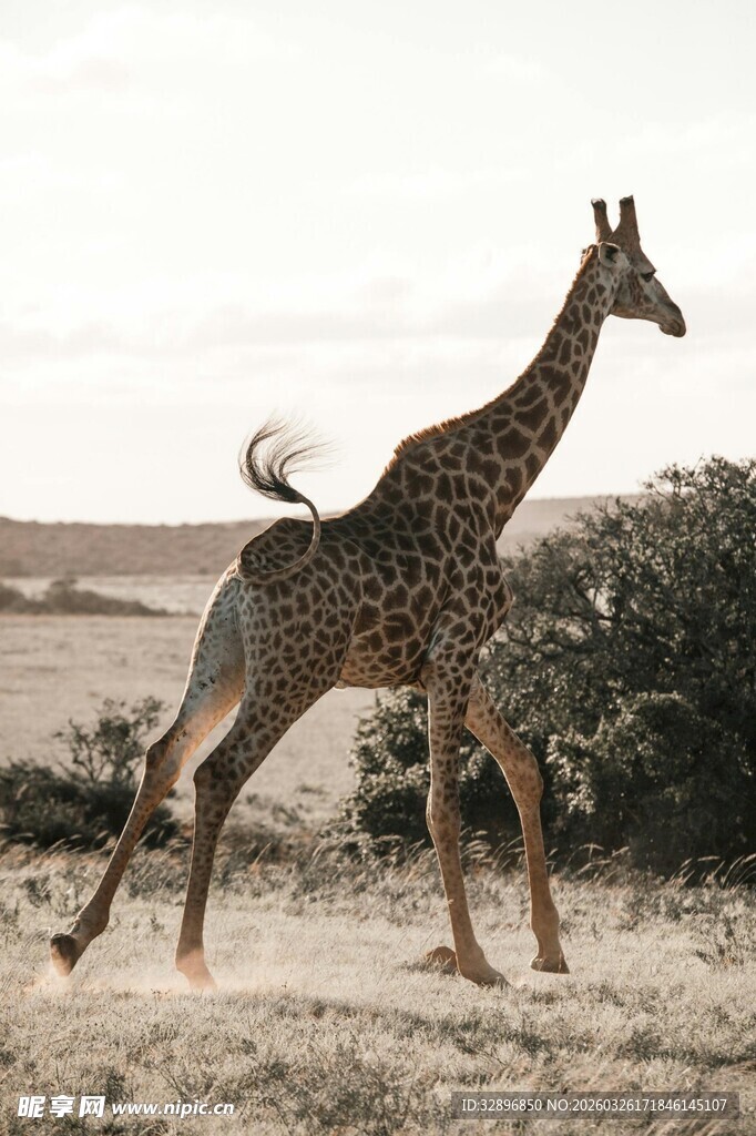 草原上漫步的长颈鹿