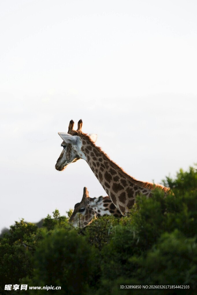 长颈鹿于绿植间眺望