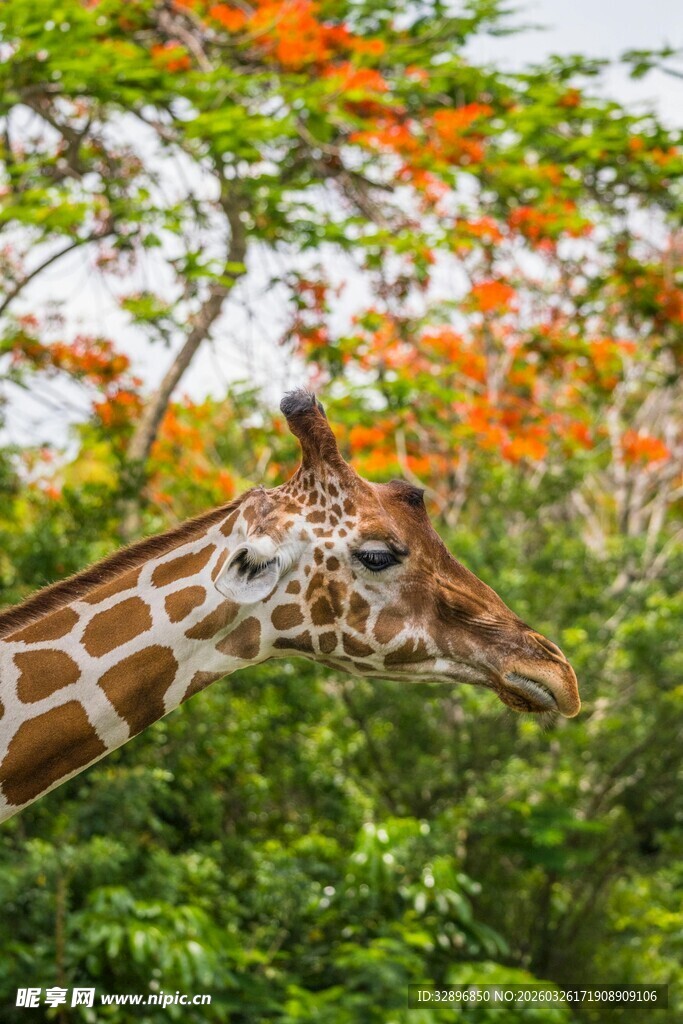 长颈鹿于繁茂绿植间