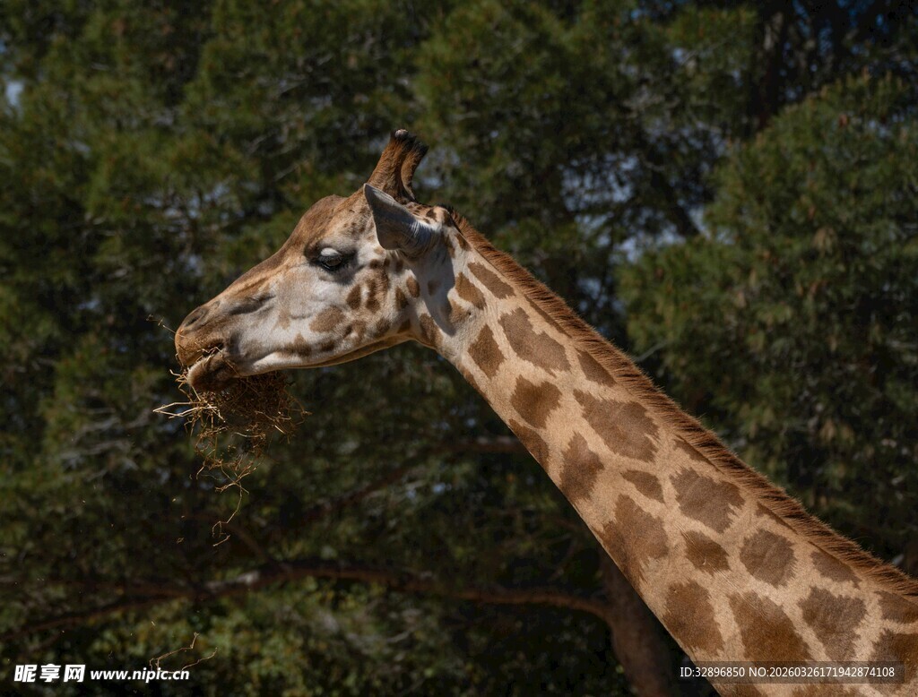 长颈鹿特写背景绿意盎然
