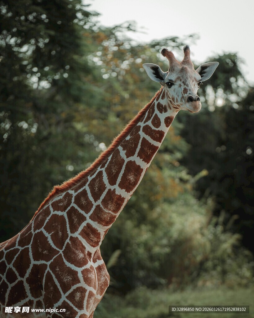 野外站立的长颈鹿