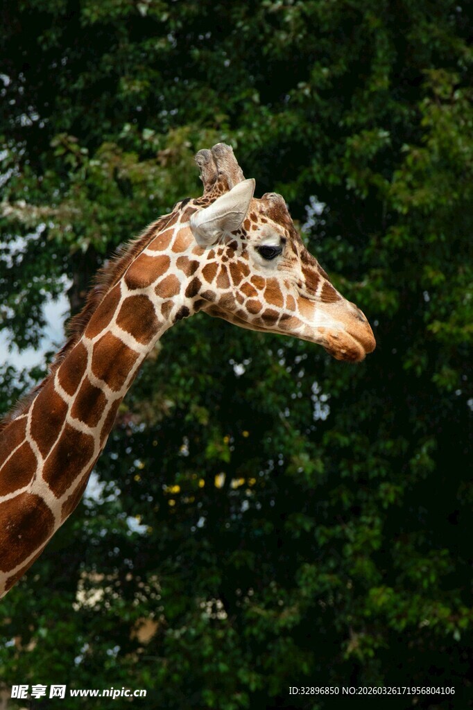 长颈鹿特写背景绿意盎然