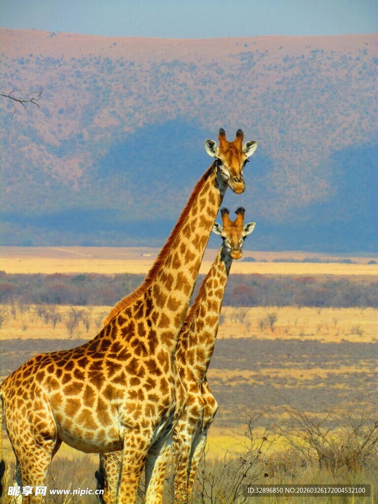 草原上的三只长颈鹿