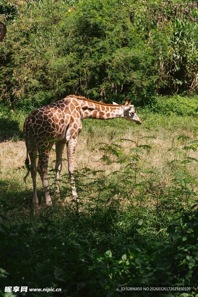 草地上的长颈鹿